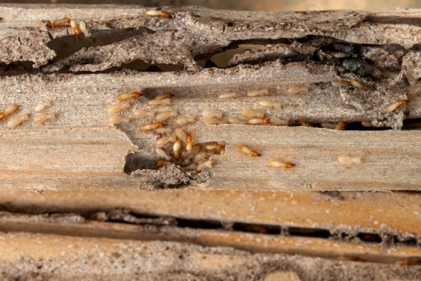 Wildlife Control Services in Statesville, NC